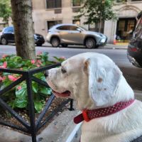 Small Door Veterinary - Upper East Side ico