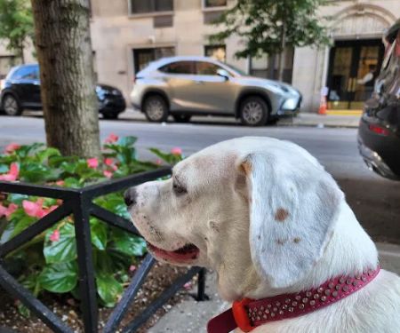 Small Door Veterinary - Upper East Side