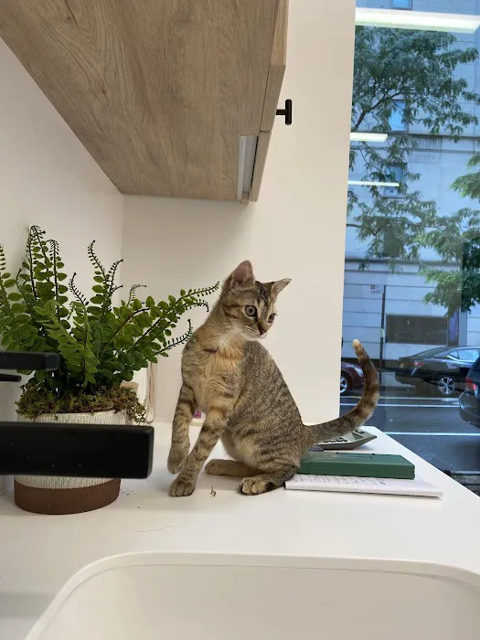 Small Door Veterinary - Upper East Side Picture 2