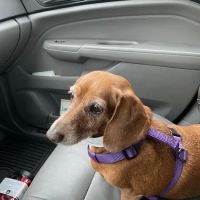 The Humane Society of New York ico