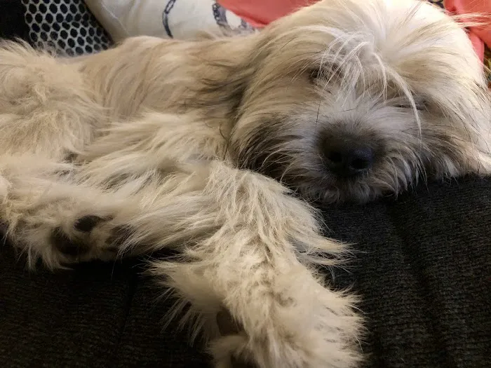 The Humane Society of New York Picture 3