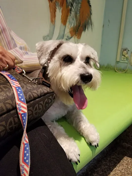 The Humane Society of New York Picture 9