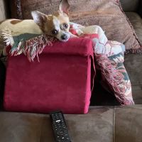 Scarsdale Animal Hospital ico
