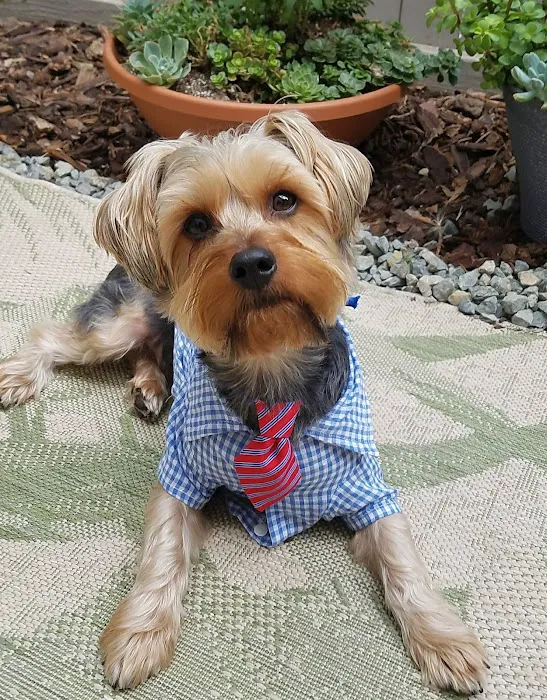 Scarsdale Animal Hospital Picture 5