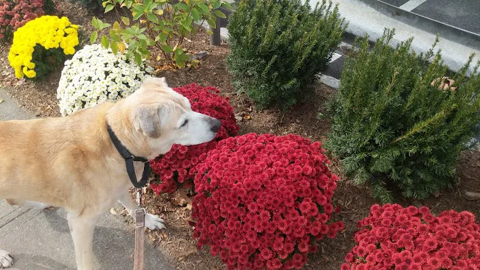 Scarsdale Animal Hospital Picture 7