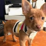 Mountainview Animal Hospital