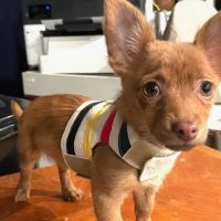 Mountainview Animal Hospital ico