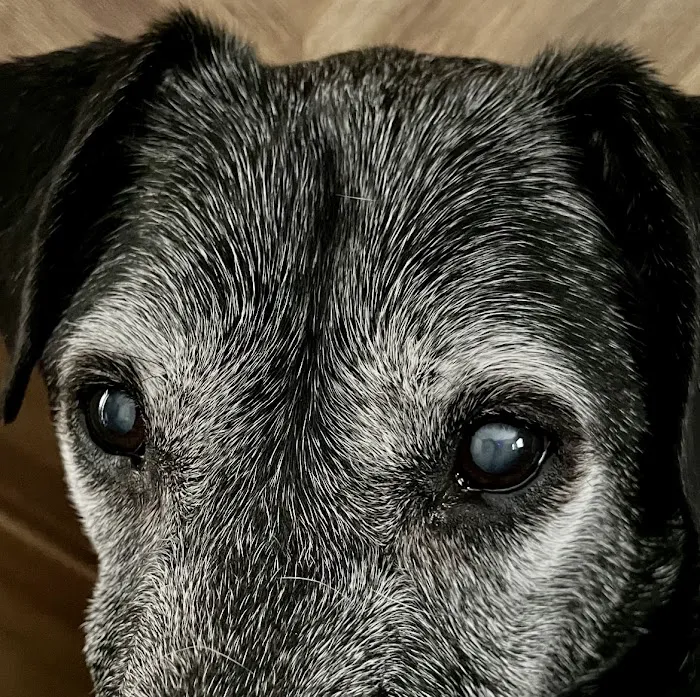 Animal Eye Clinic Wilton Picture 7