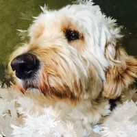 Bedford Greenwich Animal Hospital ico