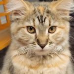 Vetco Vaccination Clinic