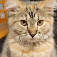 Vetco Vaccination Clinic ico