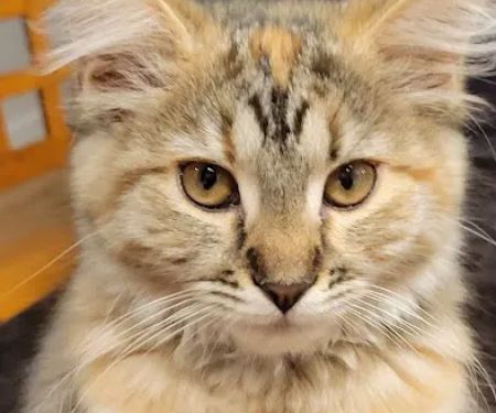 Vetco Vaccination Clinic