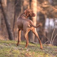Brookfield Animal Hospital ico