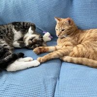 Park Lane Animal Hospital ico