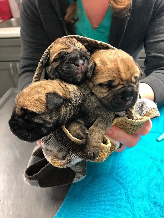 Roxbury Animal Clinic Picture 1