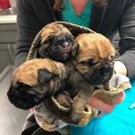 Roxbury Animal Clinic