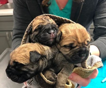 Roxbury Animal Clinic