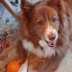 Danbury Animal Hospital