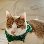 Bradley Hills Animal Hospital