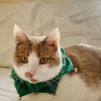 Bradley Hills Animal Hospital ico