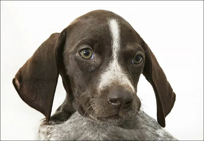 Benson Animal Hospital Picture 2
