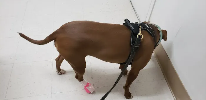 Benson Animal Hospital Picture 3