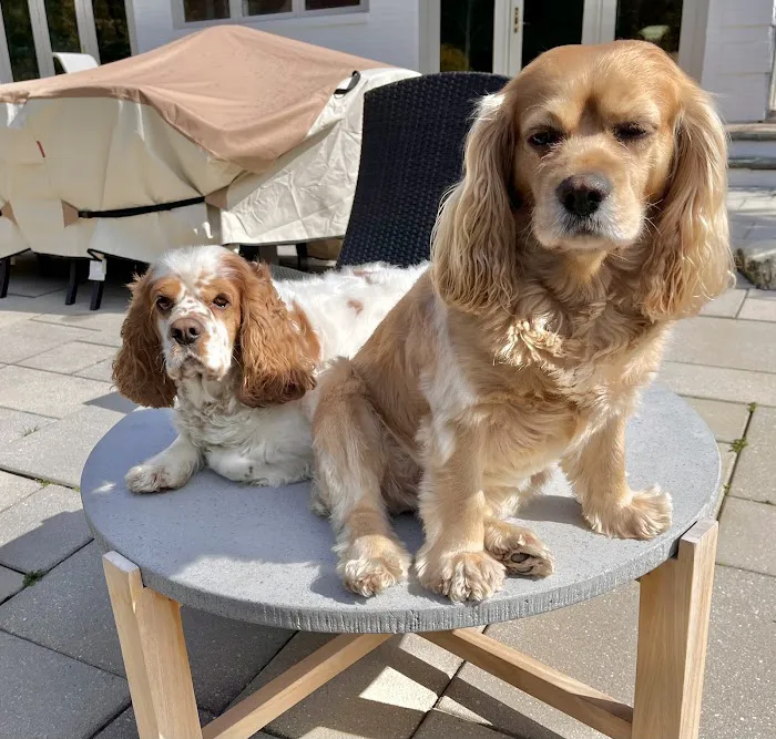 Falls Road Veterinary Hospital, A Thrive Pet Healthcare Partner Picture 2