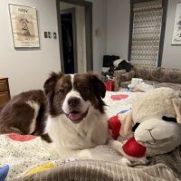Falls Road Veterinary Hospital, A Thrive Pet Healthcare Partner ico