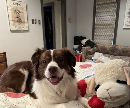 Falls Road Veterinary Hospital, A Thrive Pet Healthcare Partner