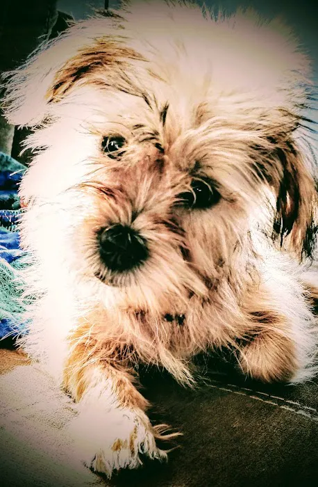 Hoof & Paw Veterinary Services Picture 1