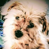 Hoof & Paw Veterinary Services ico