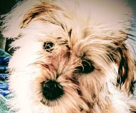 Hoof & Paw Veterinary Services