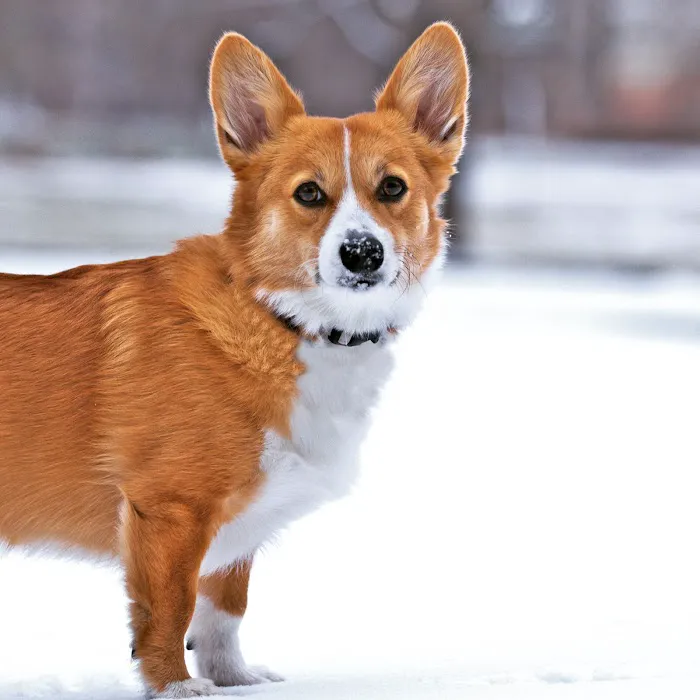Hoof & Paw Veterinary Services Picture 8