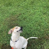 Veterinary Surgical Centers ico