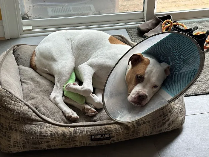 Veterinary Surgical Centers Picture 4