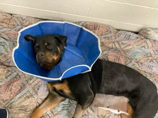 Veterinary Surgical Centers Picture 6