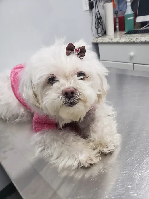 Value Veterinary Clinic Picture 3