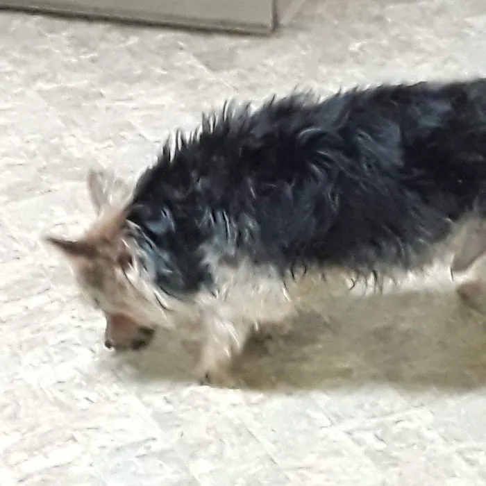 Donaldson Animal Hospital Picture 6