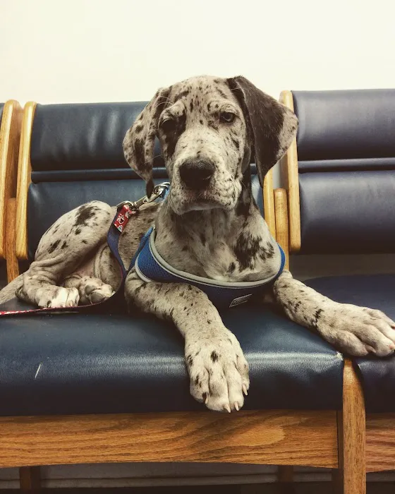 Oaklawn Animal Hospital Picture 3