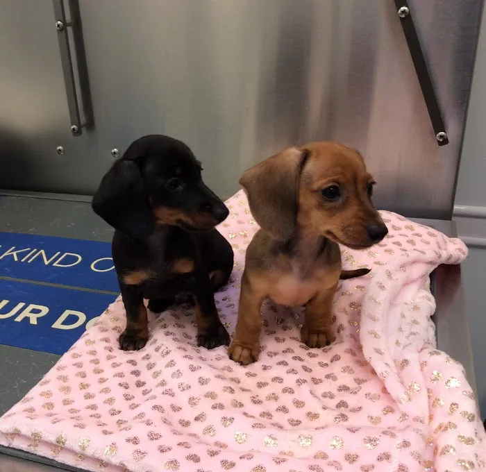 Oaklawn Animal Hospital Picture 1