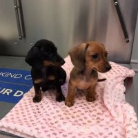 Oaklawn Animal Hospital ico
