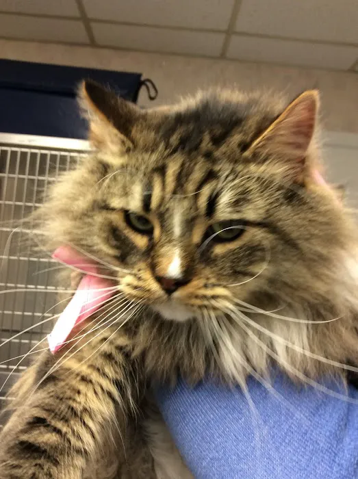 Oaklawn Animal Hospital Picture 5
