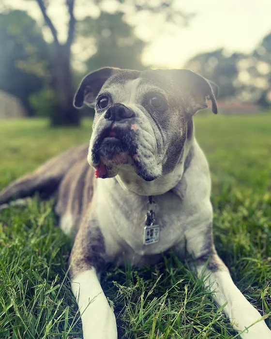 PetMedic Urgent Care Vet Clinic - Westborough Picture 4