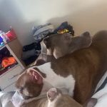 PetMedic Urgent Care Vet Clinic - Westborough