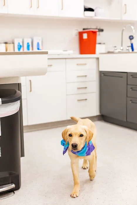 PetMedic Urgent Care Vet Clinic - Westborough Picture 7