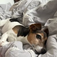 Community Care Animal Hospital ico