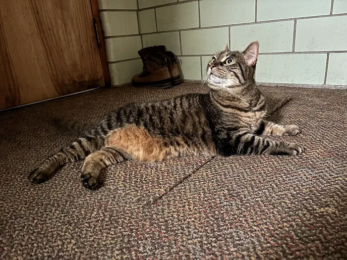 Community Care Animal Hospital Picture 2