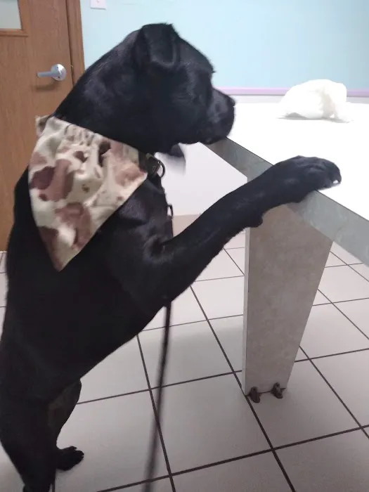 Community Care Animal Hospital Picture 4