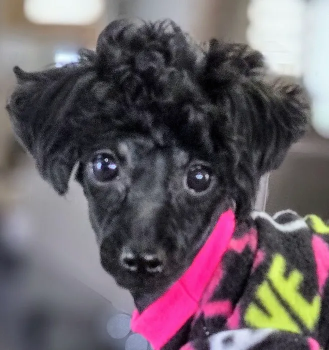 PetVet Vaccination Clinic Picture 1