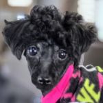 PetVet Vaccination Clinic